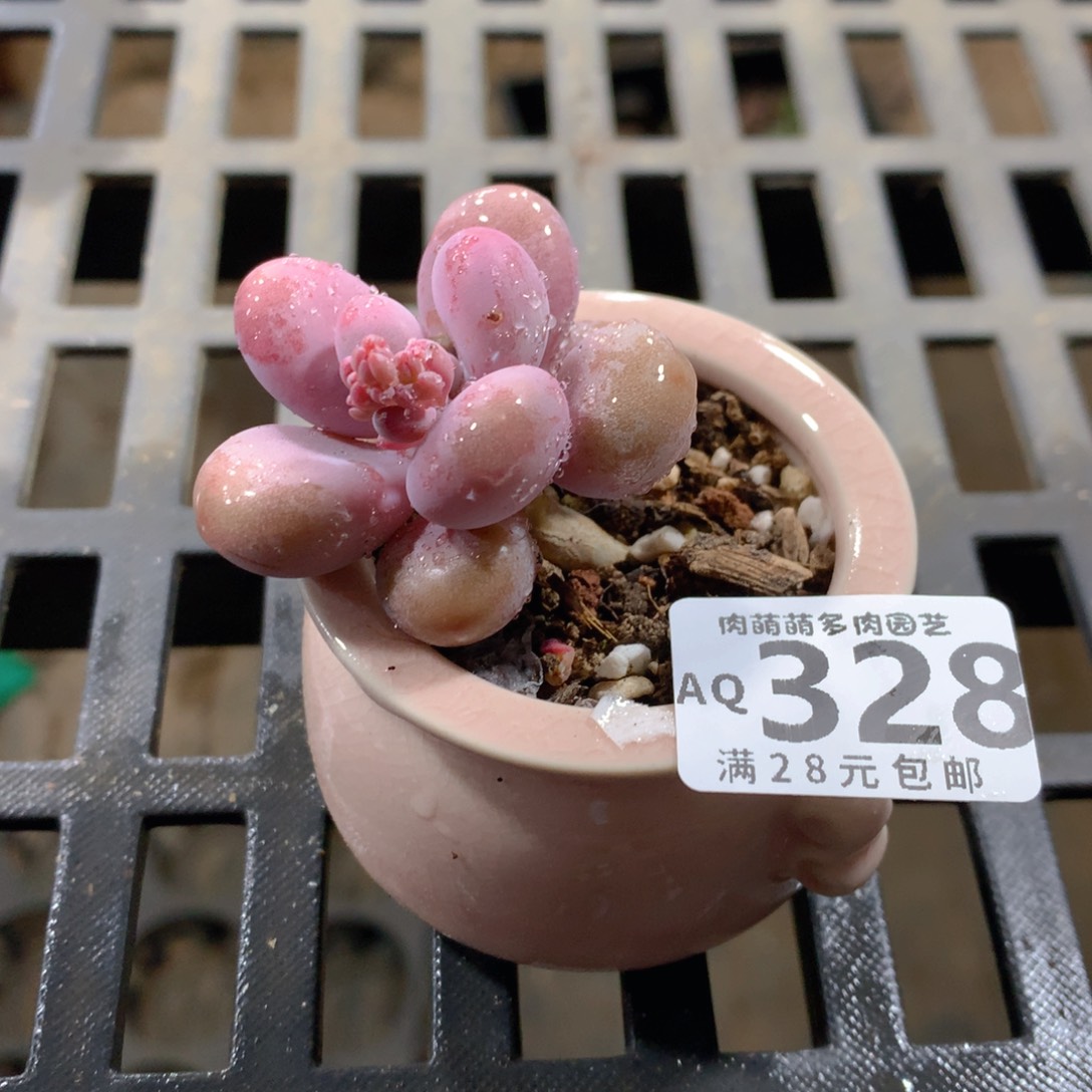 肉萌萌5cm拇指盆多肉AQ328