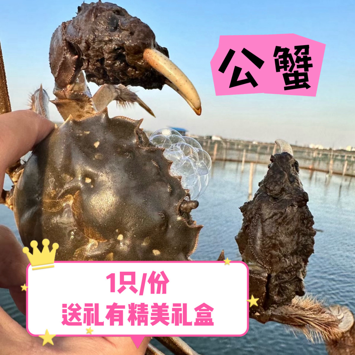 【公蟹】3.5公带膏（3.5-3.3两）江苏大闸蟹1只 活蟹 武汉跑腿小时达