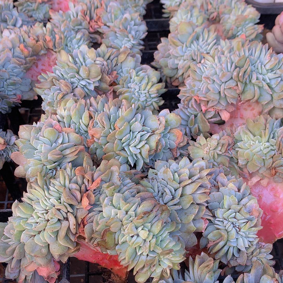 奶茶缀化45677889999生