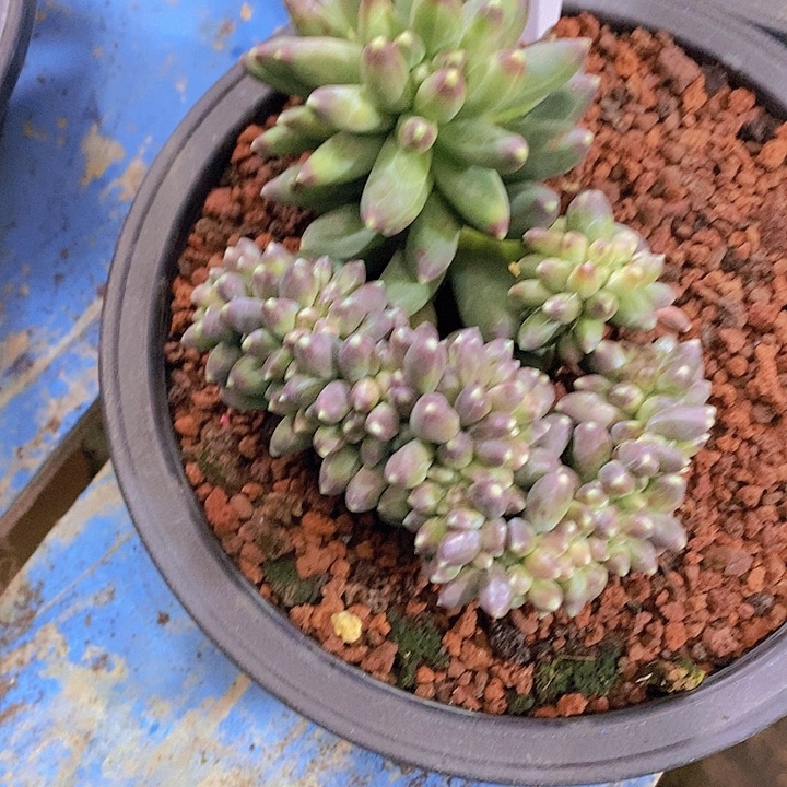 安*多肉植物保护研究所