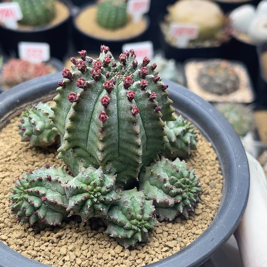 羽田斑马魁伟玉杂仙人球多肉