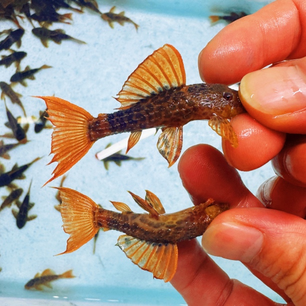 精选通背全红尾L600帝王血钻小苗活体人工异型鱼清道夫鱼