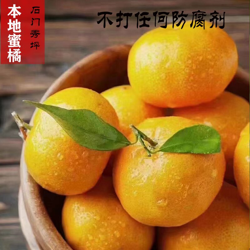 石门秀坪早熟蜜桔新鲜现摘青皮蜜橘薄皮多汁酸甜爽口