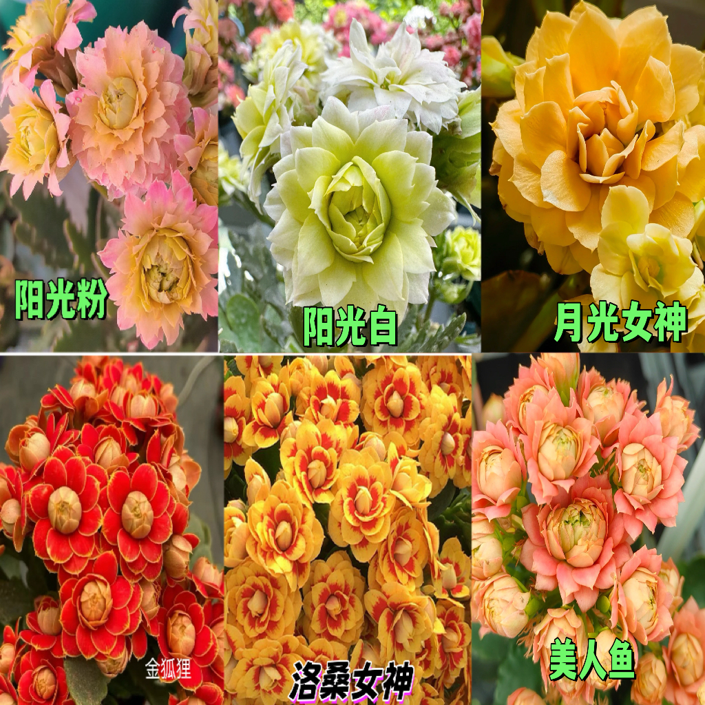 长寿小苗6颗6品种