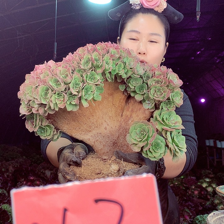 柒柒精品多肉脱土发货不包断侧枝053