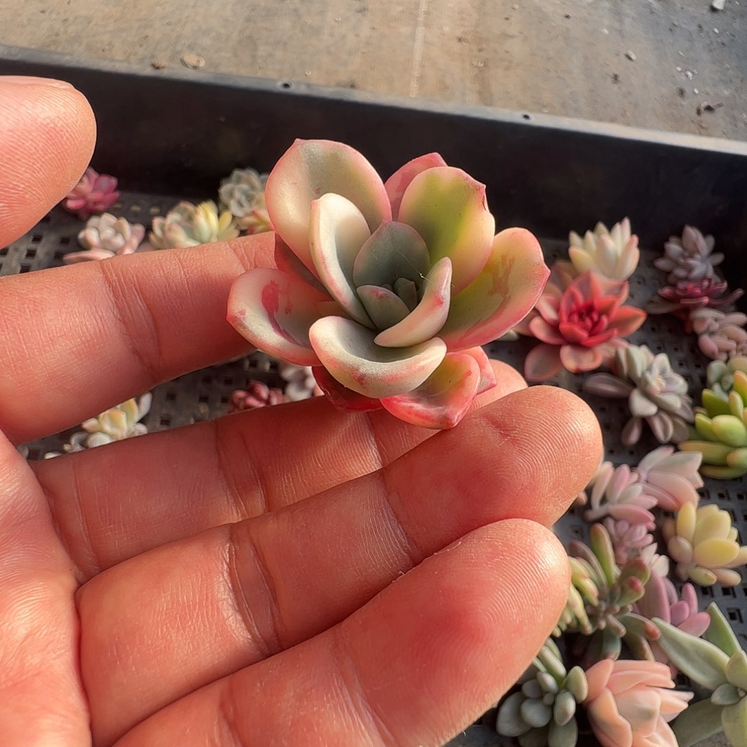 君***笑多肉植物多肉植物