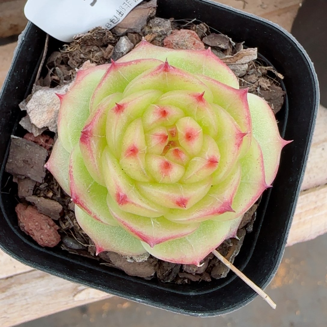 绿透珍妮，5100多肉