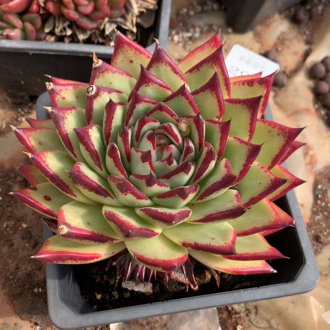 295新年快乐发发发