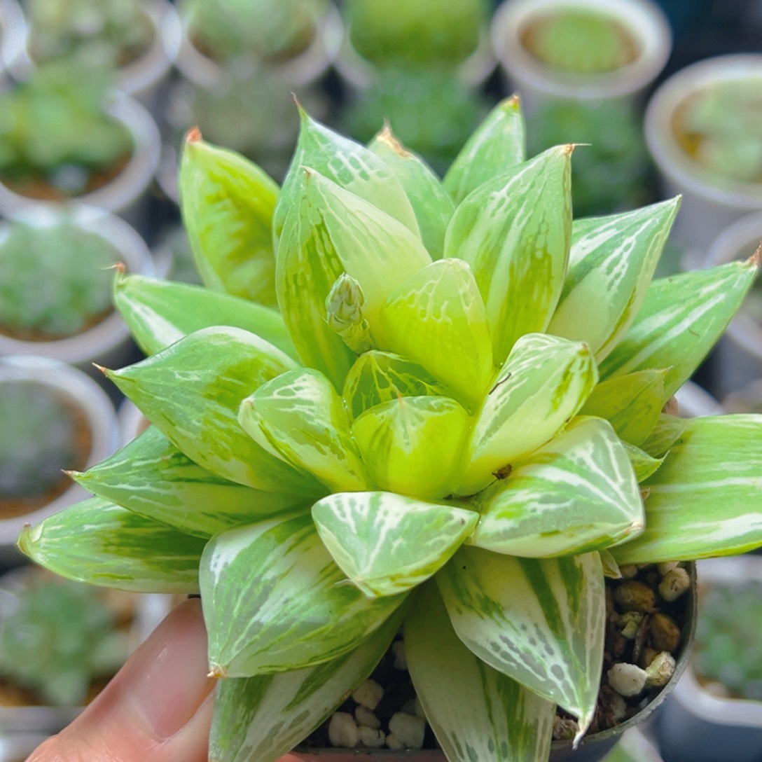 宝草锦玉露多肉多肉一颗