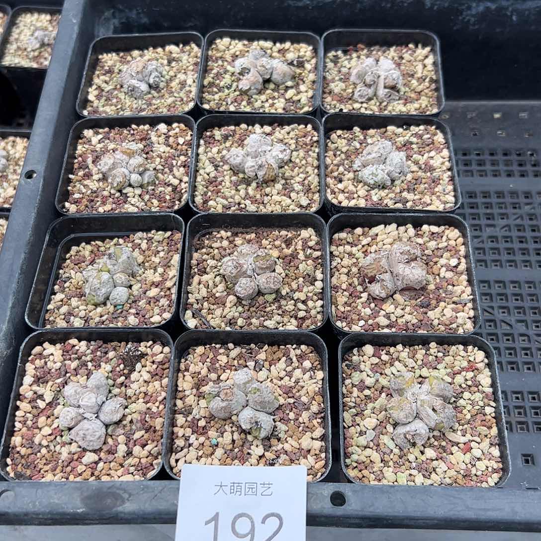 0000192量拍以下1群母本烧麦脱土发