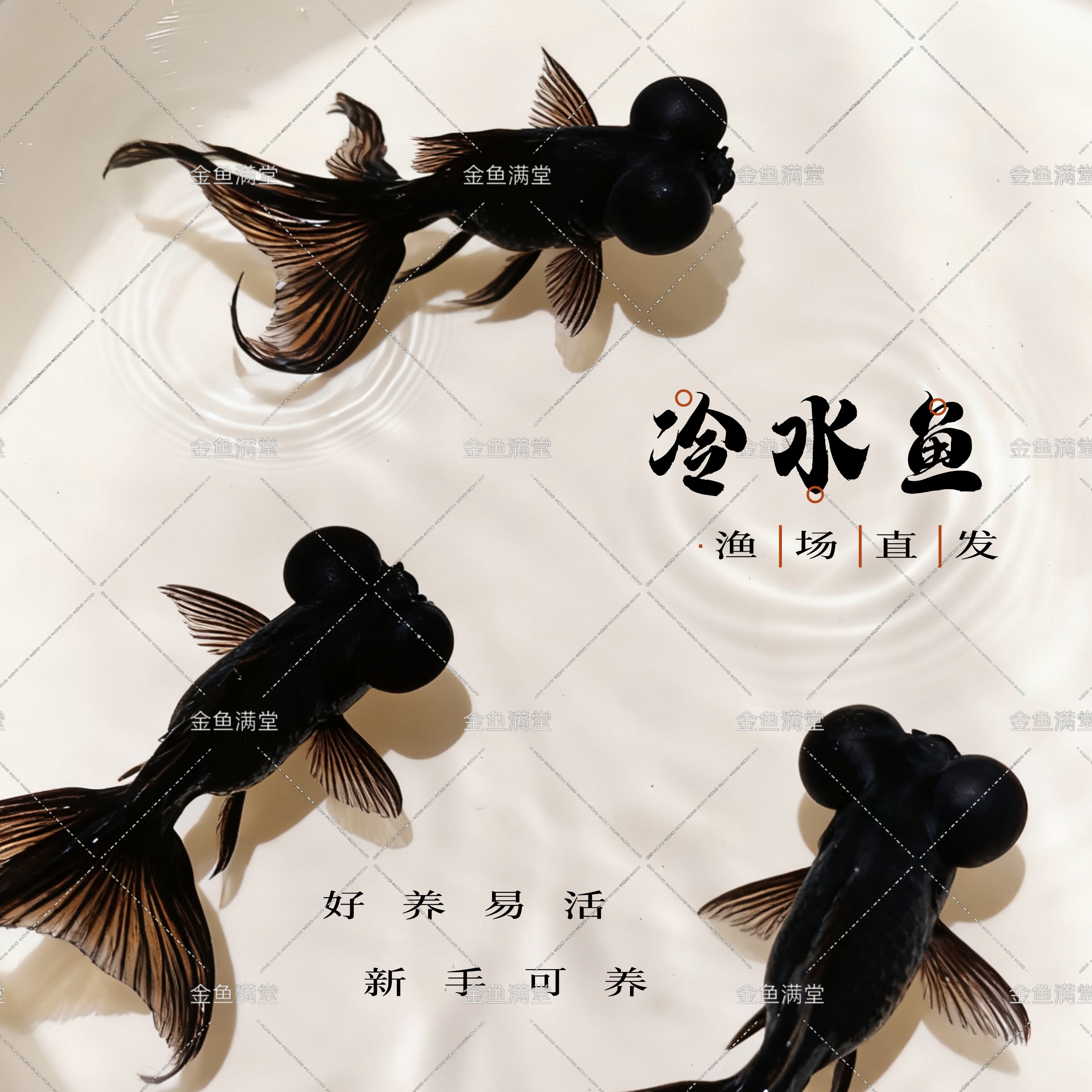 精品蝶尾龙睛黑色龙睛红色红睛冷水鱼观赏鱼好养大眼睛金鱼