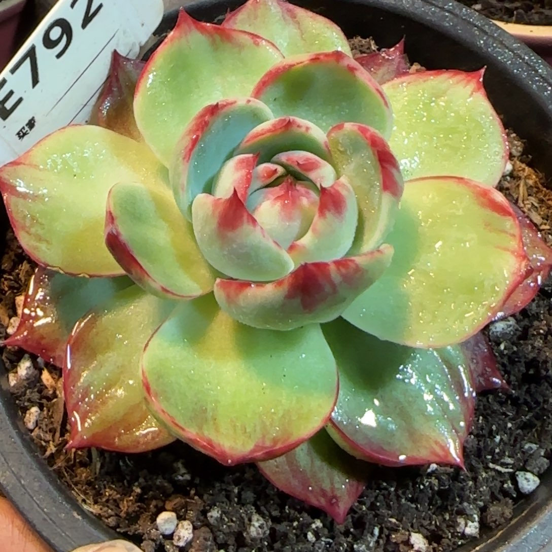 玉底拉丝惊鸿一物一拍包装收缩花旱792