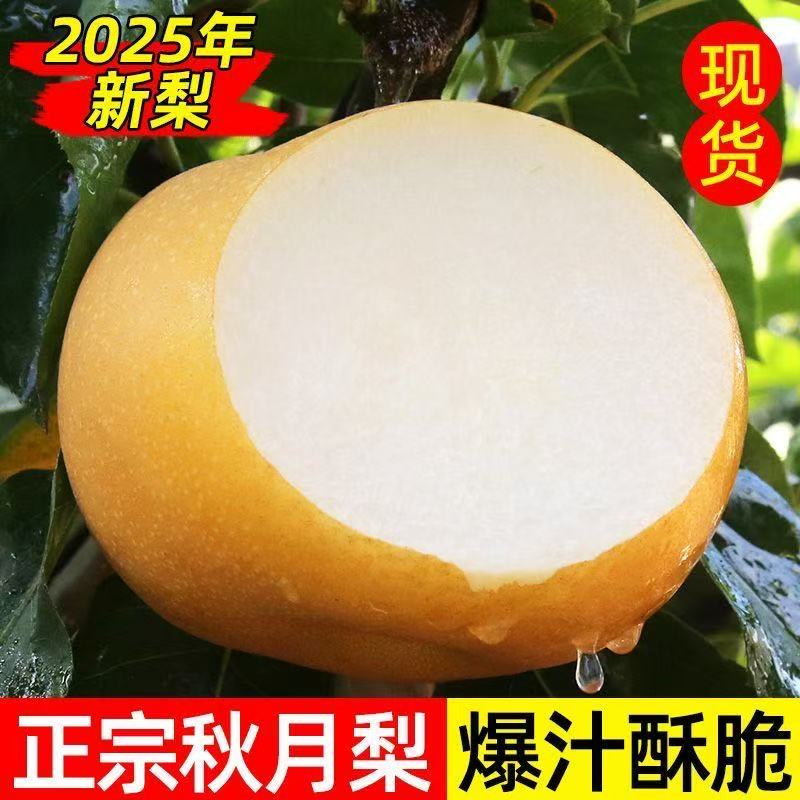 【现摘现发】正宗山东秋月梨冰糖梨子新鲜当季水果脆甜多汁3-5斤