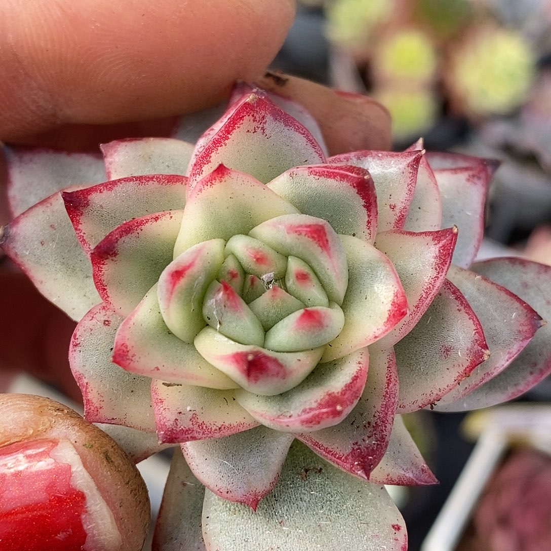 368菲利普头盖哈哈哈哈哈