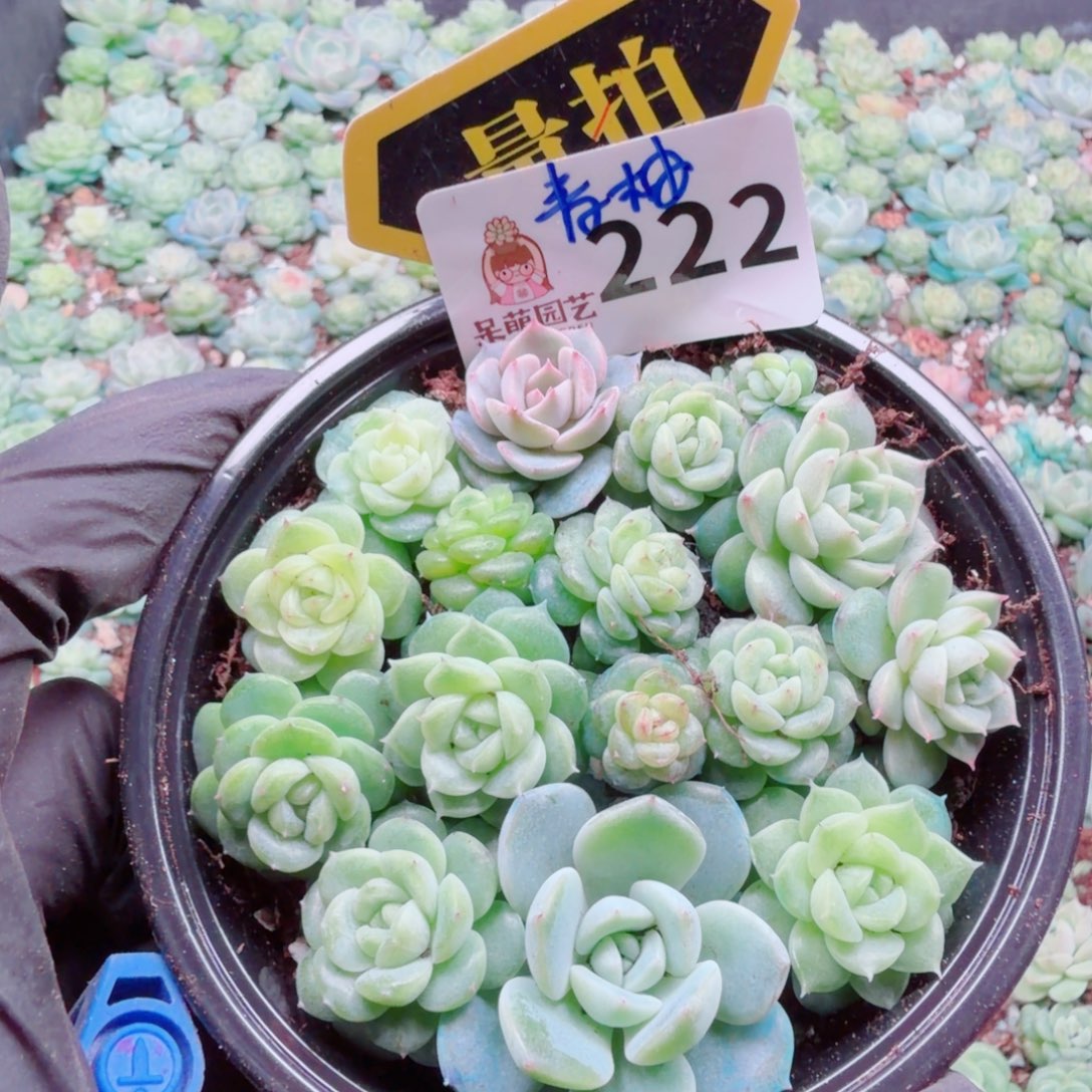 多肉植物多肉植物