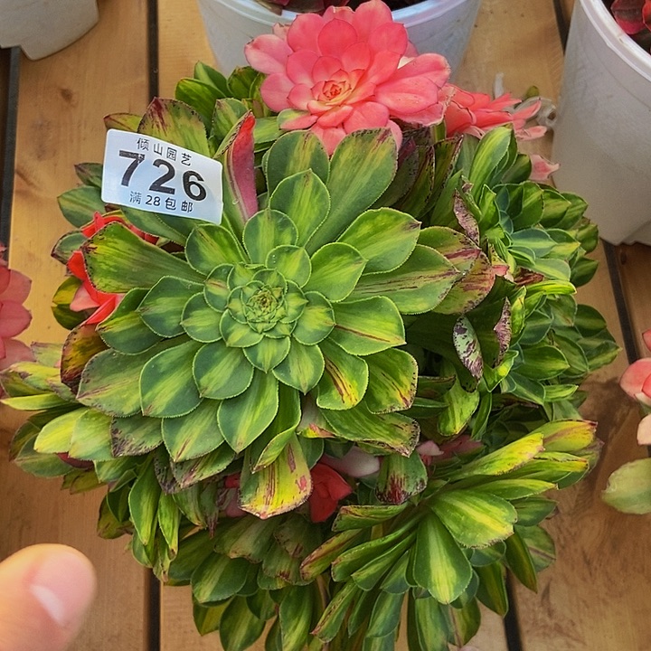 二**姨726号多肉植物知否