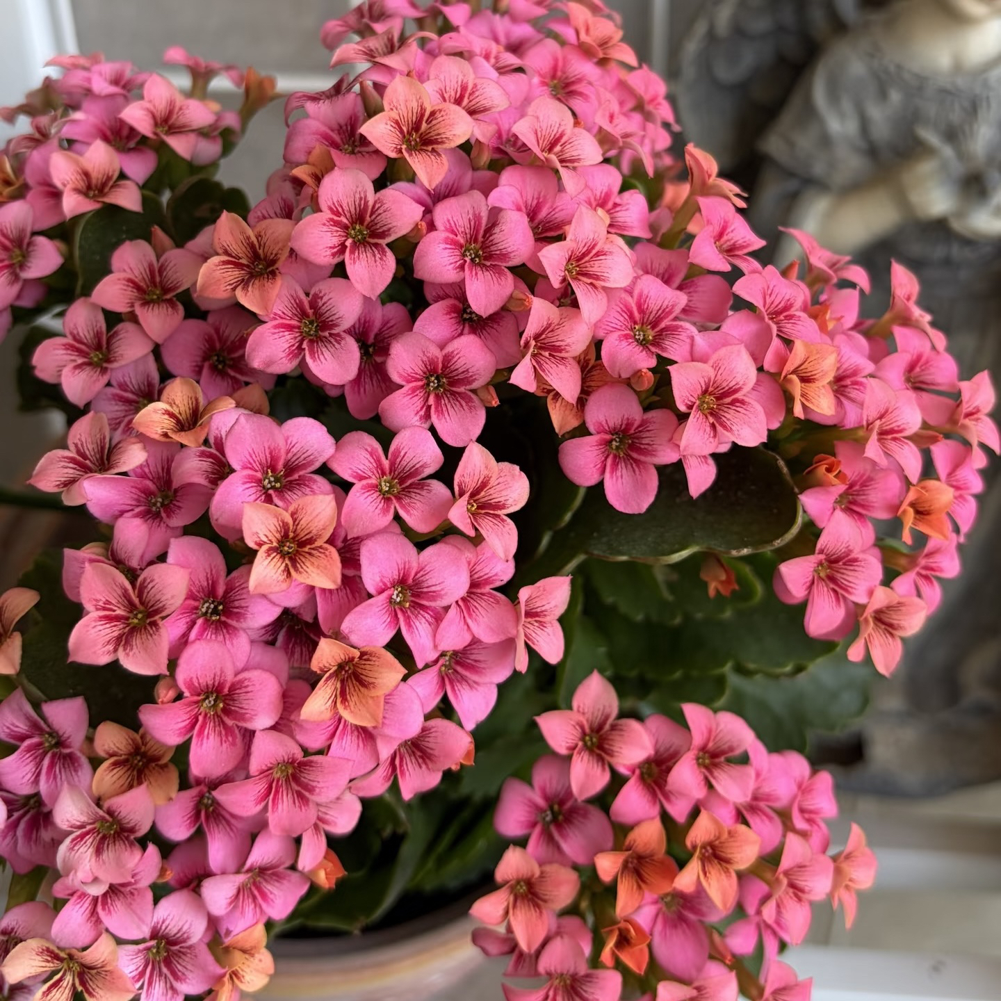 【史莱克猫眼】单瓣长寿花花期长好养室内盆栽