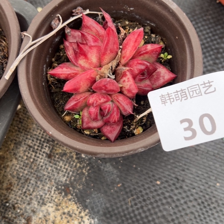 ****ᵔ多肉植物三头30多肉植物