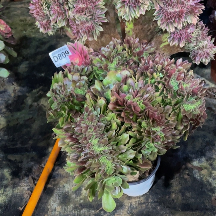 许****5809两颗缀化111111多肉