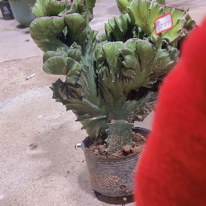 龚*姐大戟科植物玉麒麟70