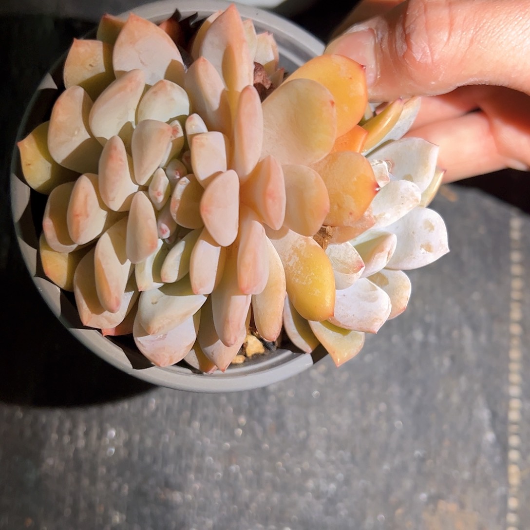 双头橙梦露不明显缀编号29