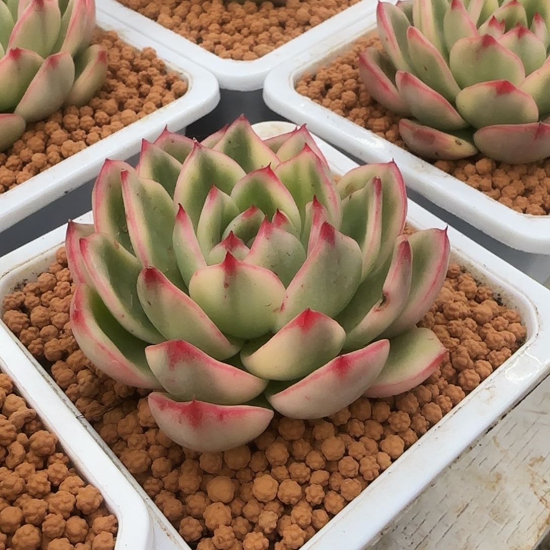 蔚蓝乌木锦多肉植物