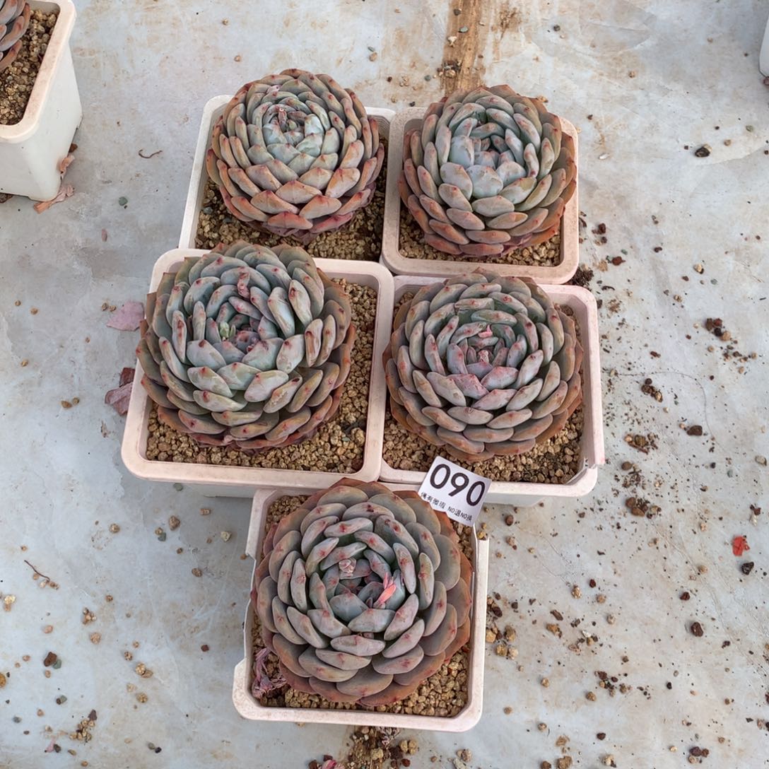 090橙子多肉植物组合