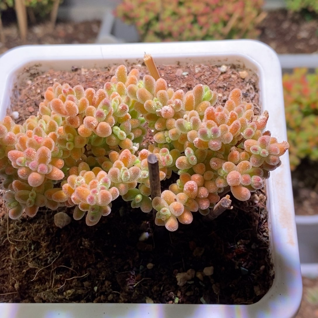 冰晶枝干番482枝干番杏