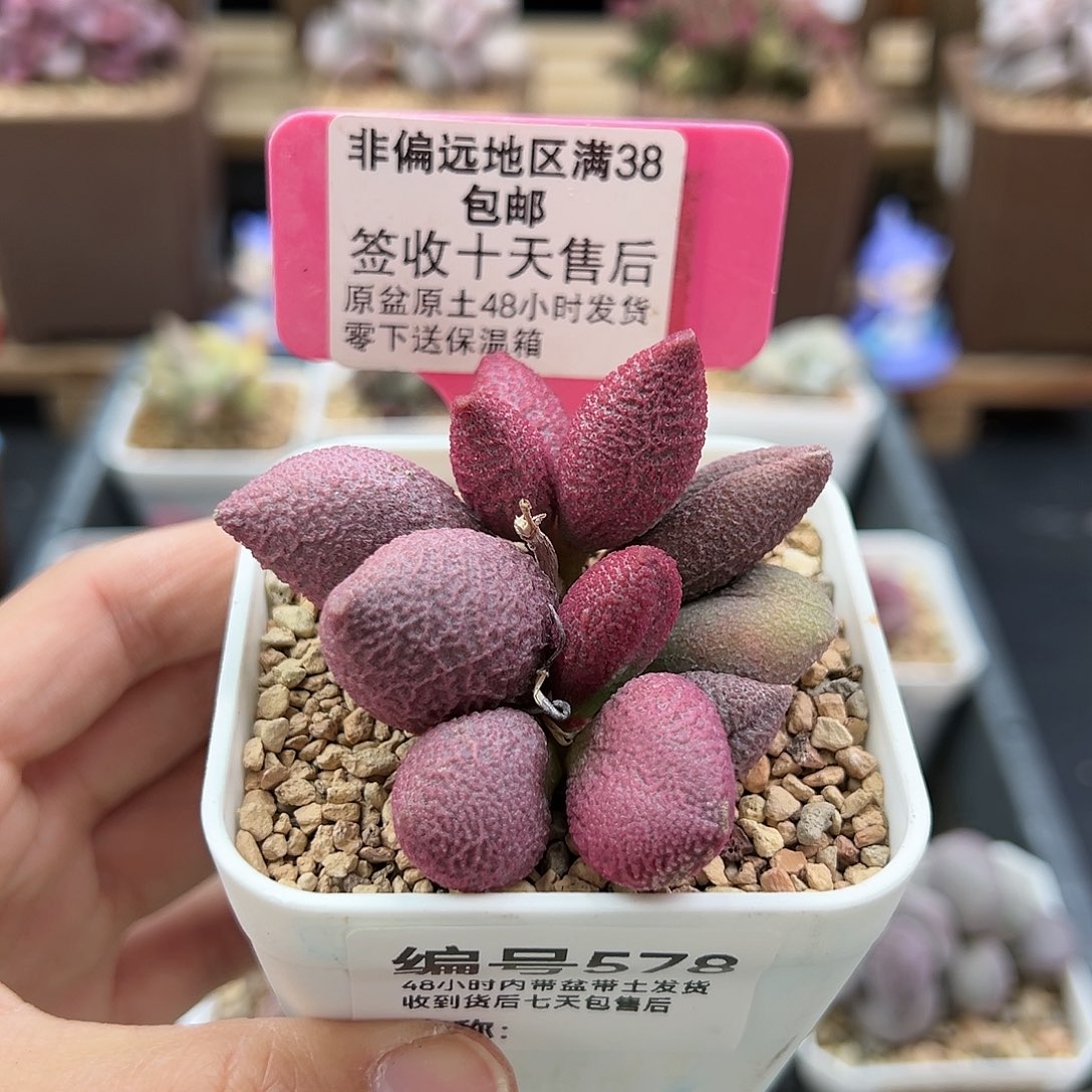 578少女心多肉植物