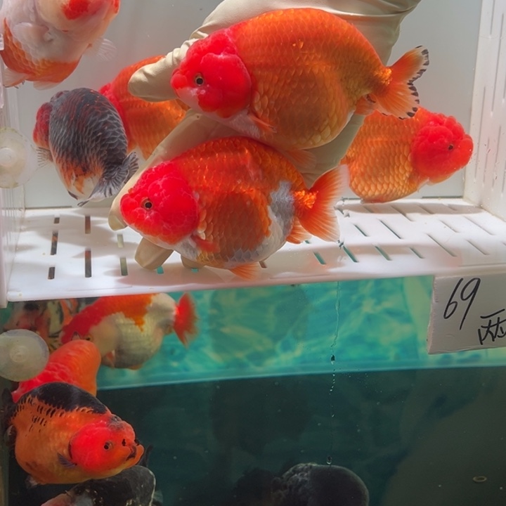 金鱼红寿全包邮特价