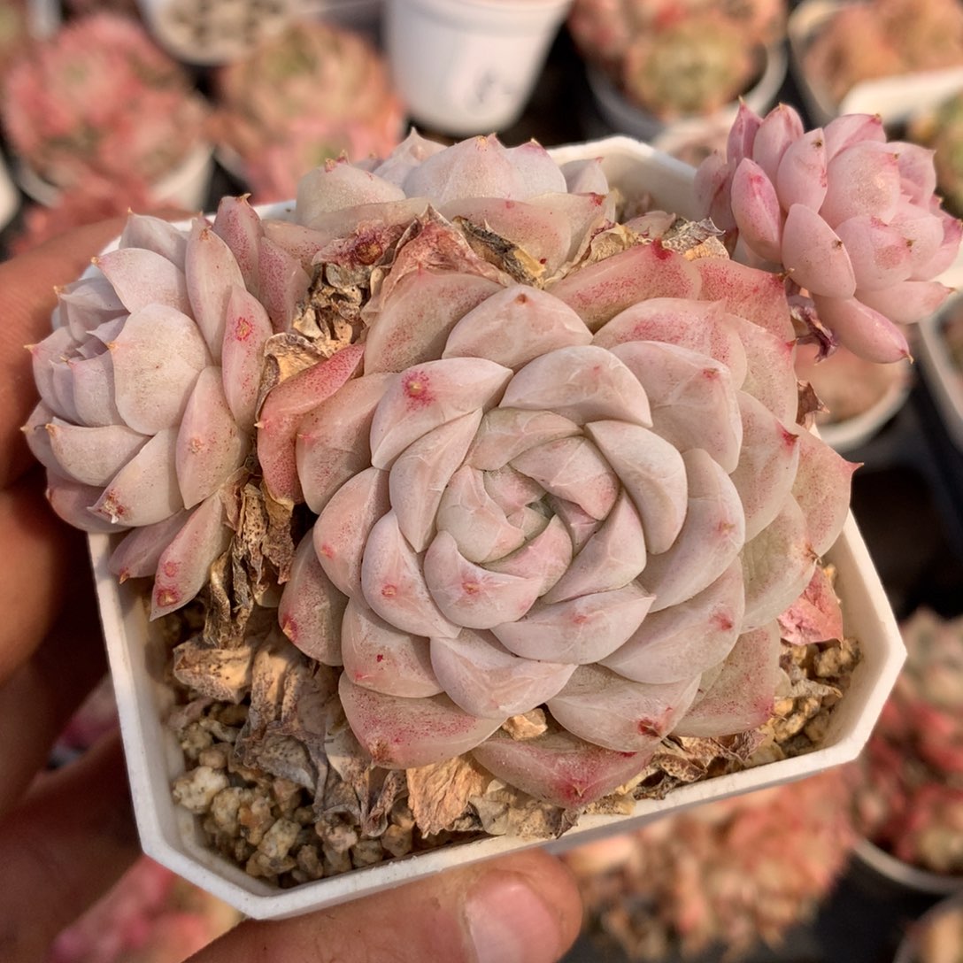 0308-87 女王玫瑰