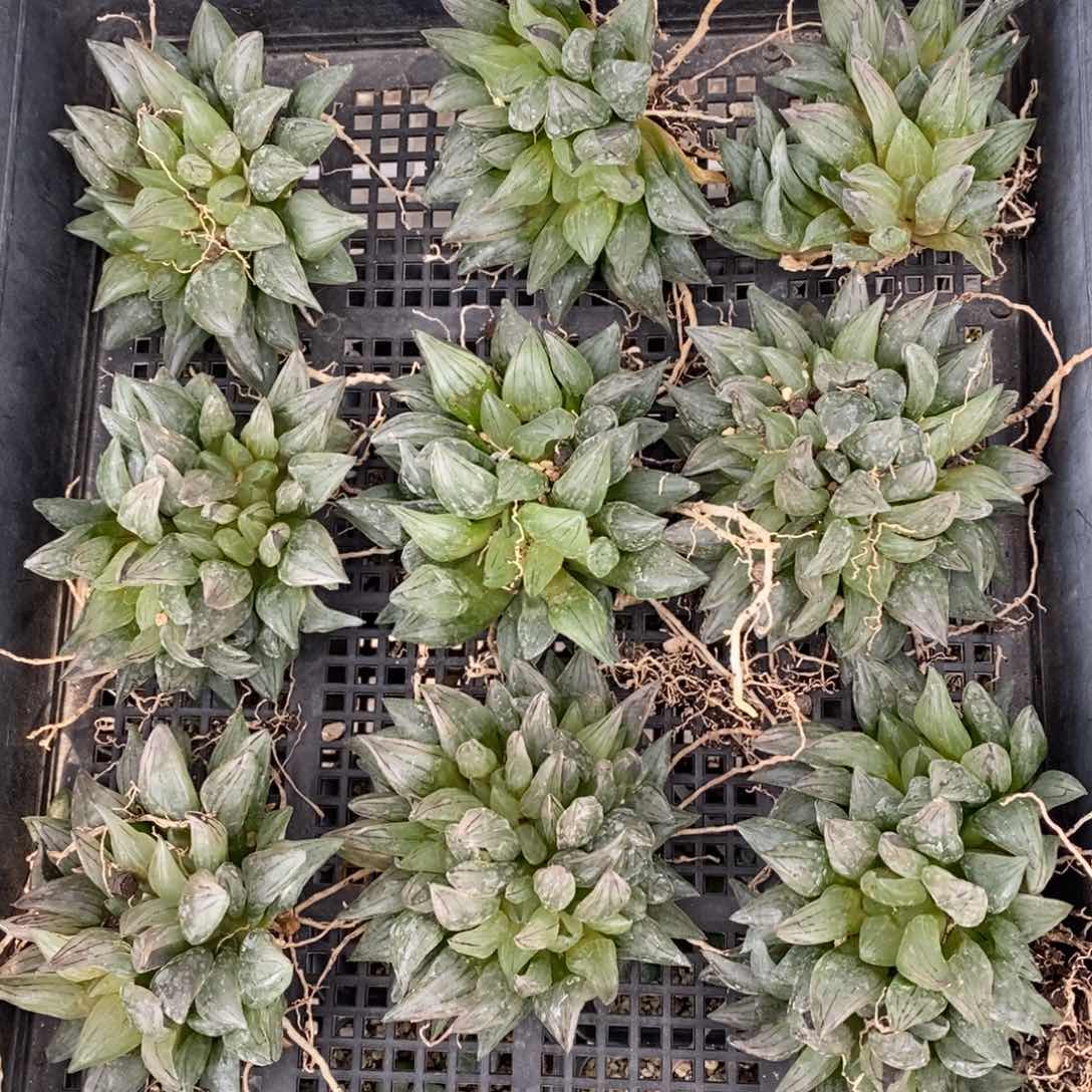 2403 一颗大双头西瓜寿 超级福利