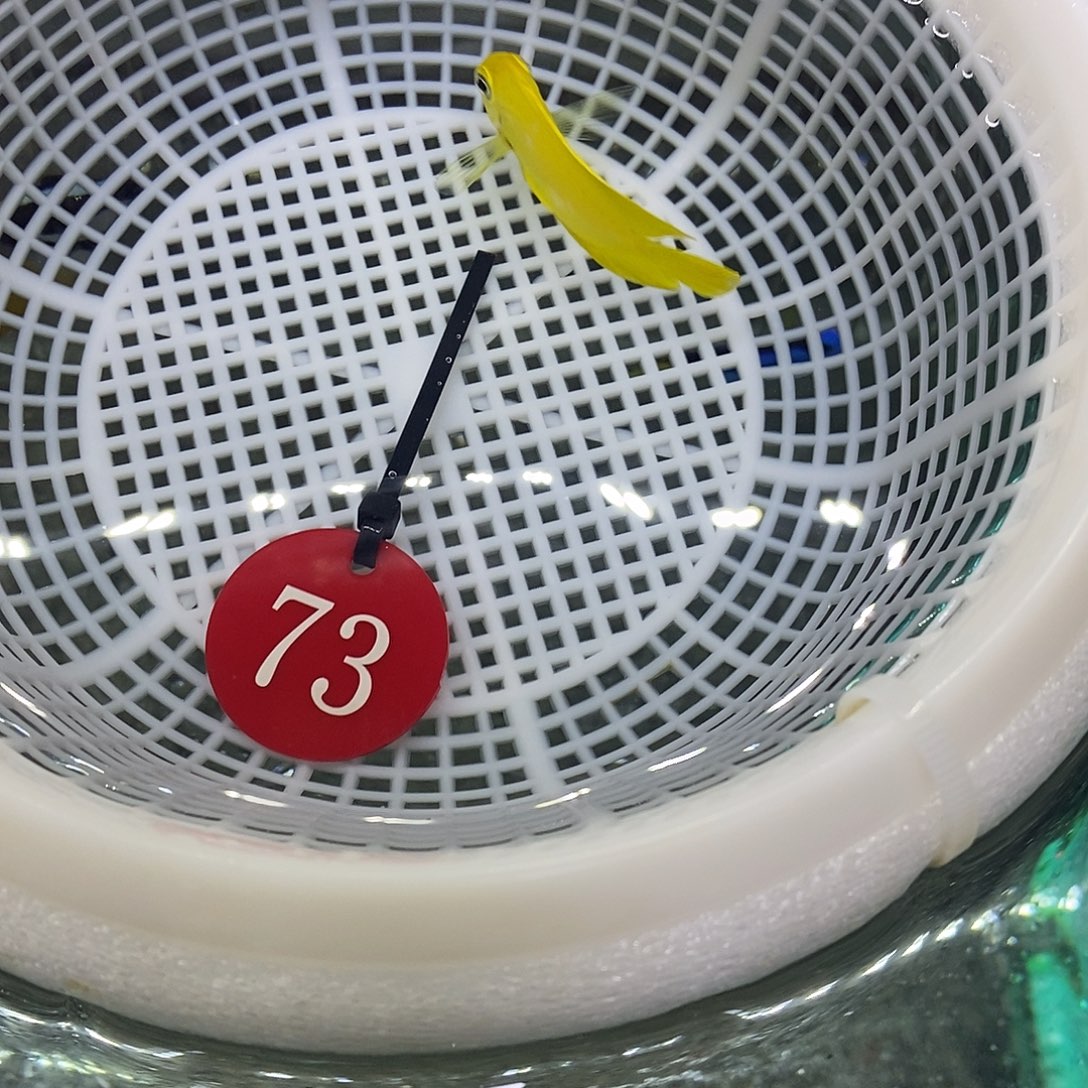 海水鱼小黄吊73号➕包装10