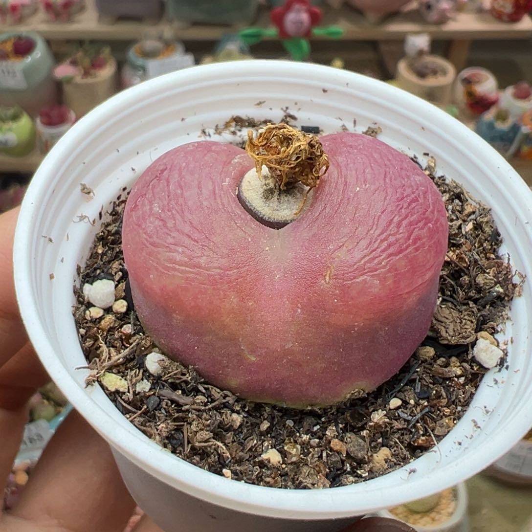 多肉植物259号毛毛3.2厘米