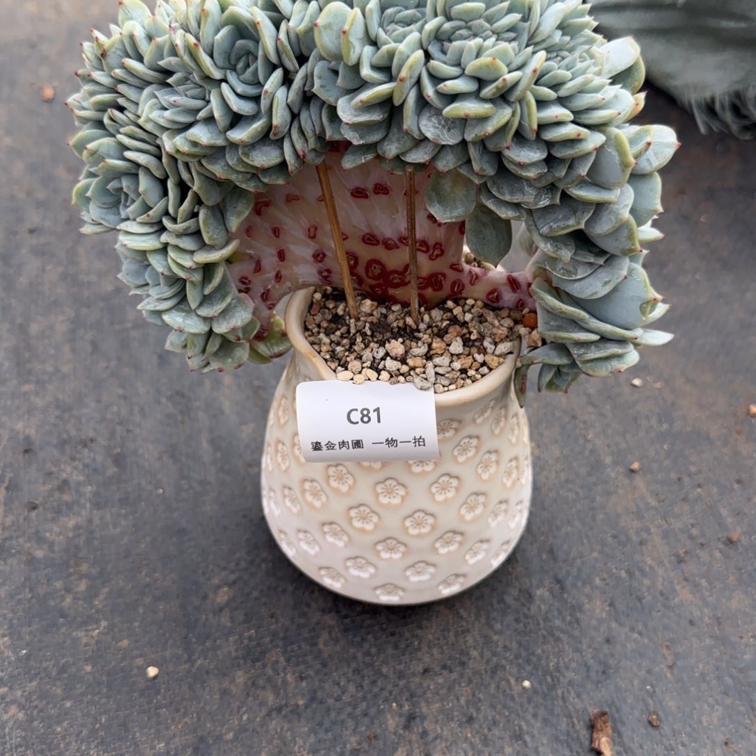 萝***莉C81捞林缀化        