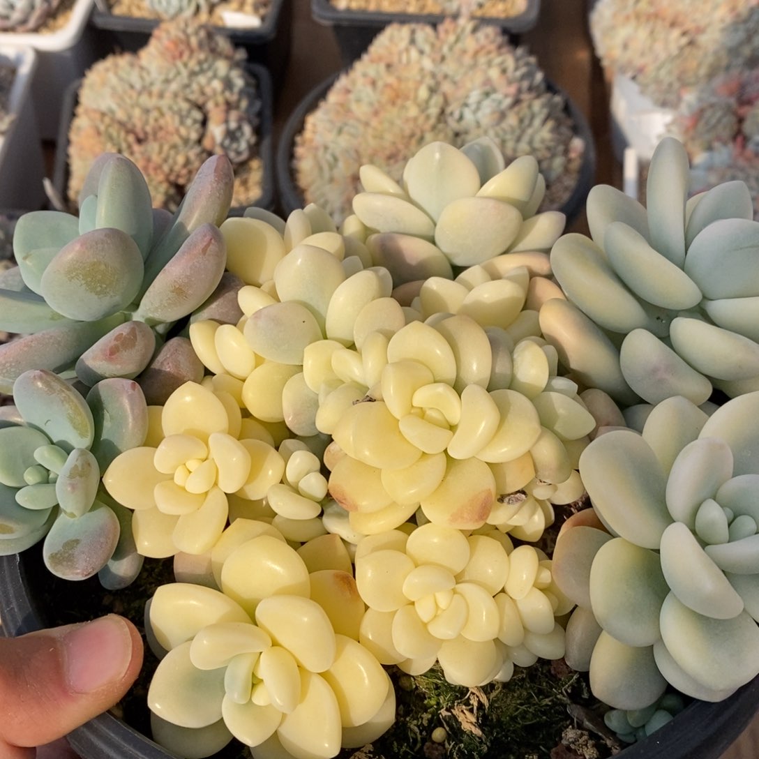 花*贝洛神锦多肉植物