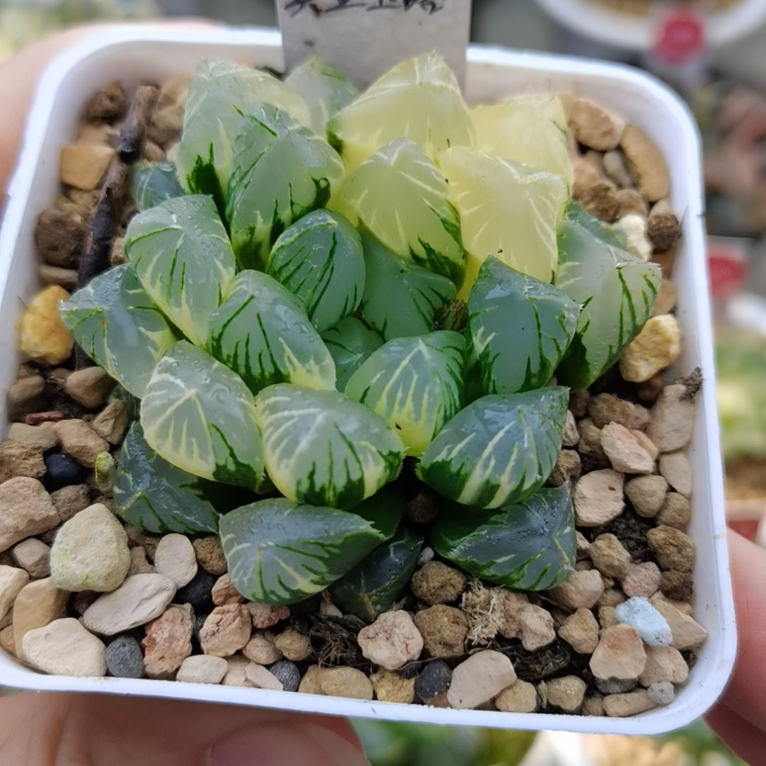 132号实生玉露锦一物一拍带盆土发货