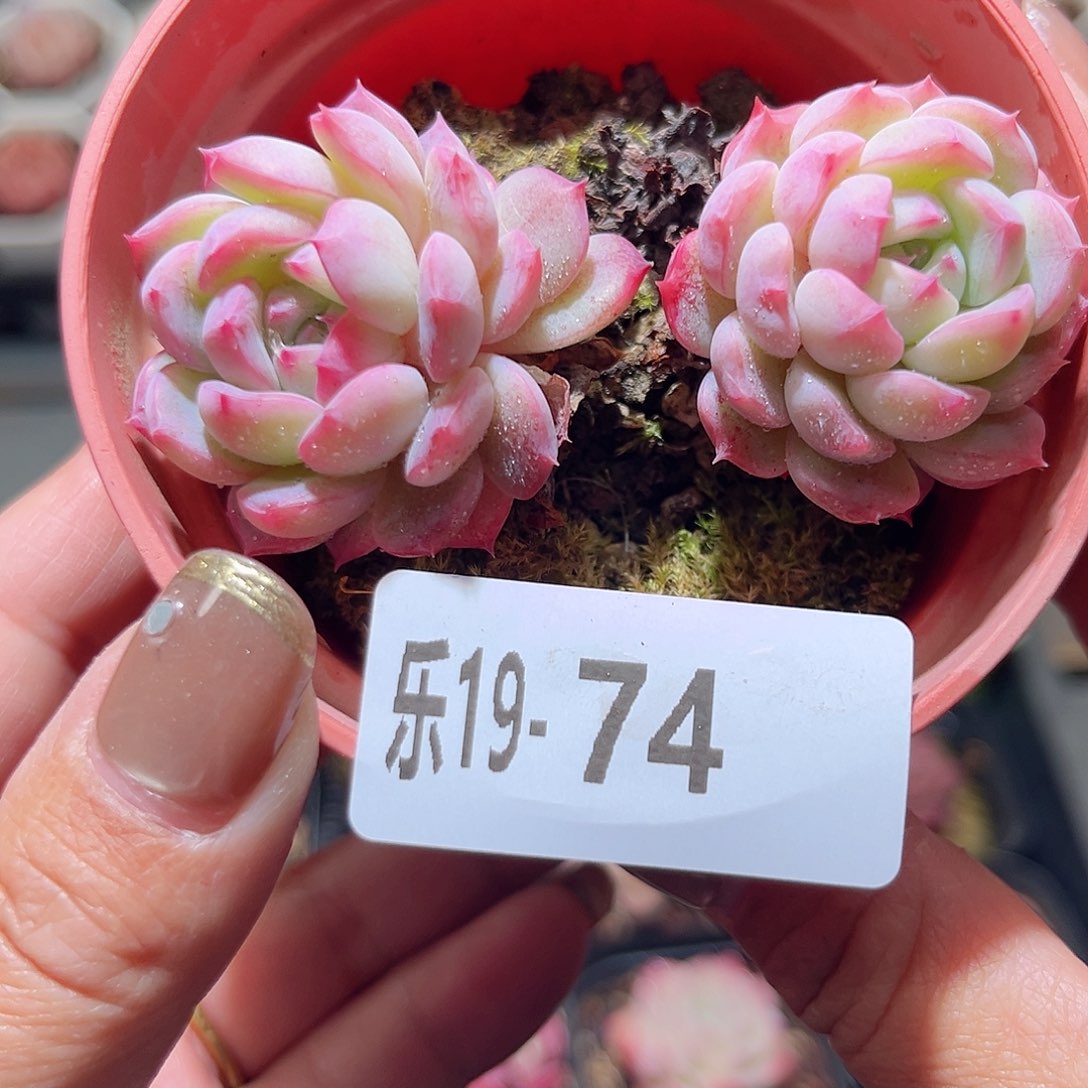 乐19-74 柔情双头