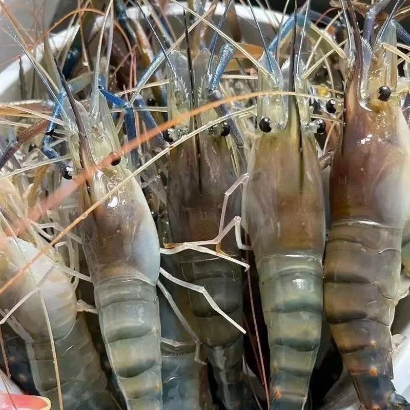 新鲜大罗氏虾 顺丰发货 次日达