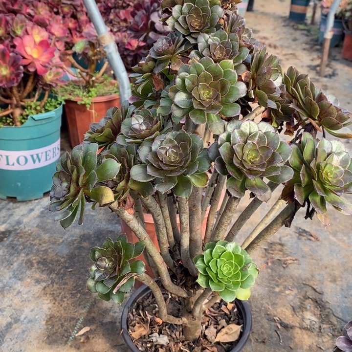 灰法多肉植物14。 