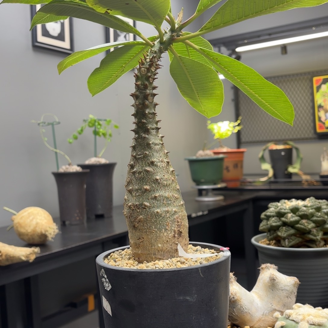 巴洛尼棒槌熟装养定