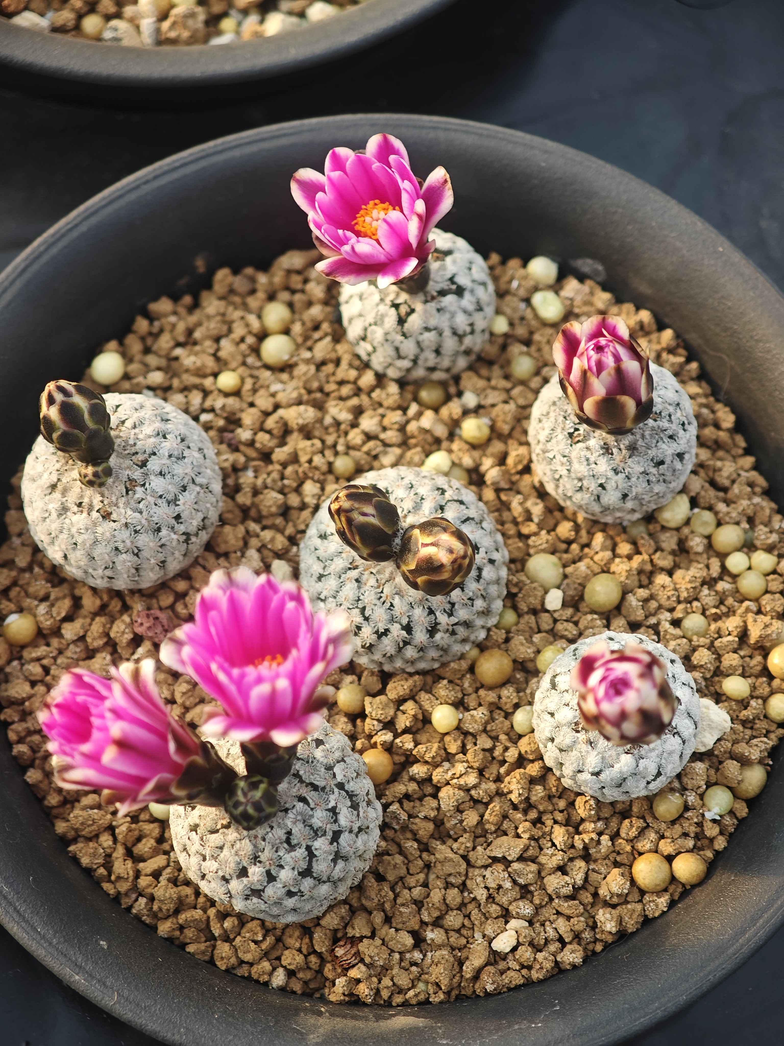 仙人球实生蔷薇丸2.5cm左右