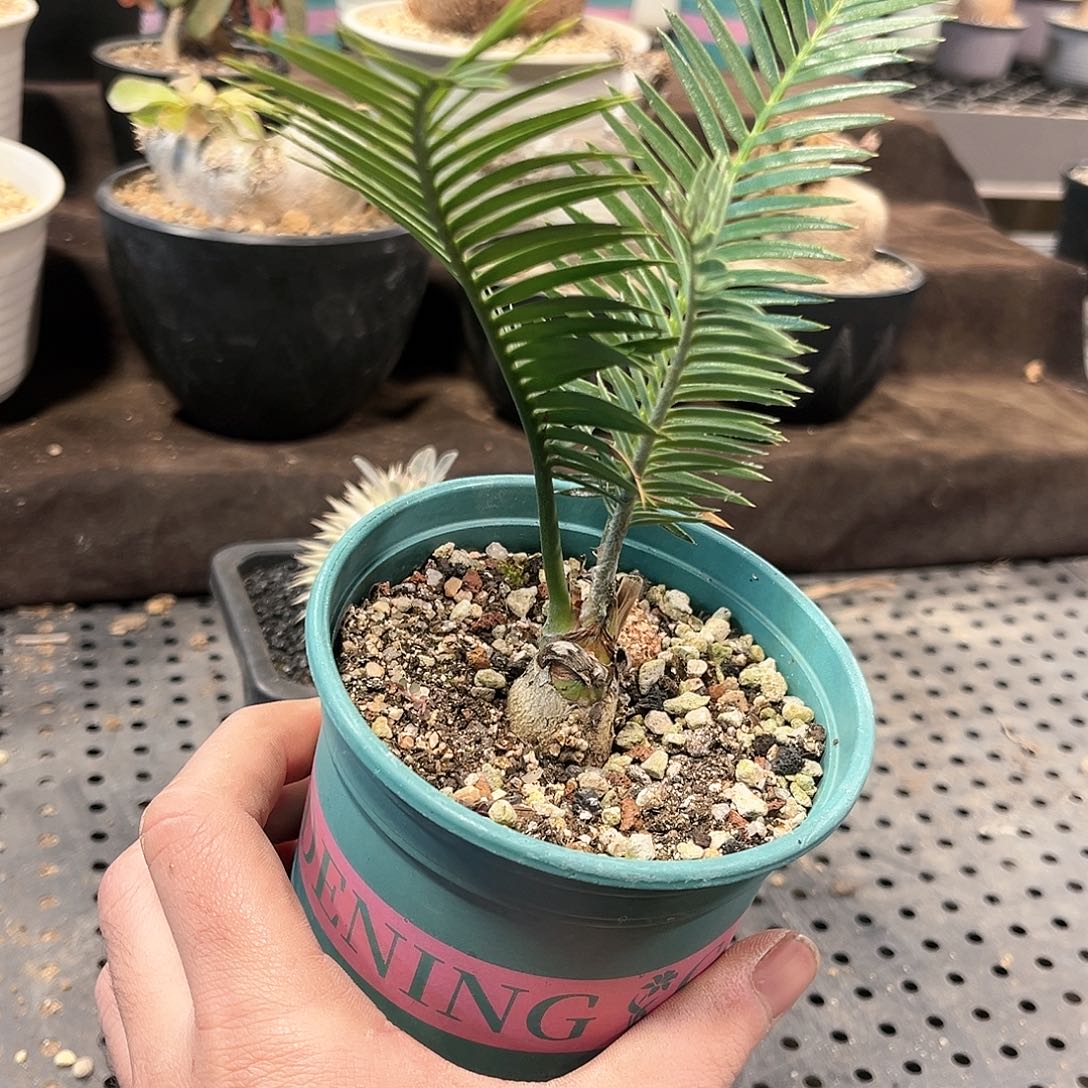 蓝叶绒毛双子铁111111