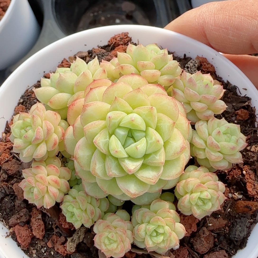 【闪购商品】0214-24（ht-24）