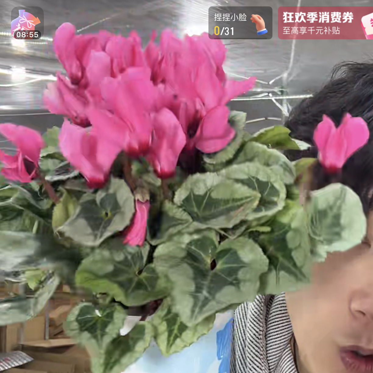 【银饰叶鲑红·仙客来】盆栽花卉梦幻颜色四季开花绿植