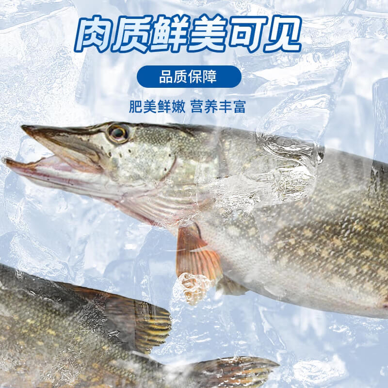 福海速冻狗鱼（乔尔泰）2-4条到手2公斤