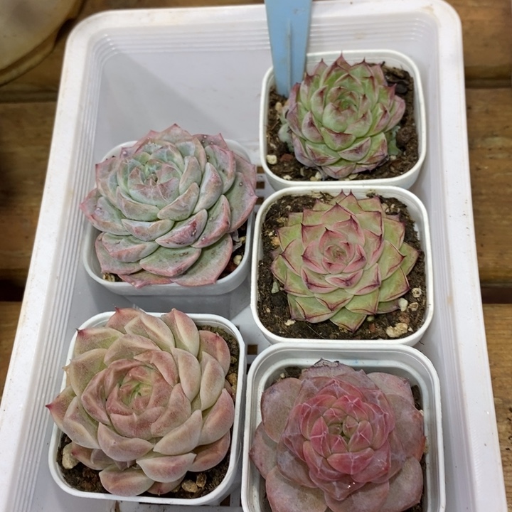 D248/ 直播福利 五颗小肉 带盆土