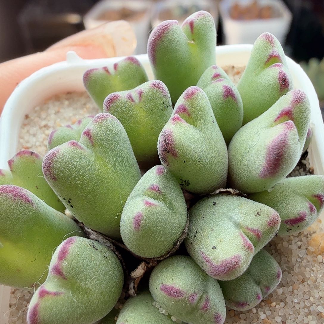 2.14.6/沙文利亚21头/多肉植物