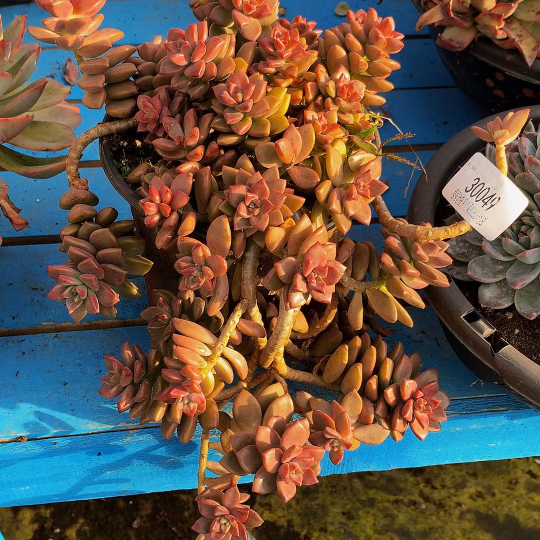 一***心姬笼月30049多肉多肉