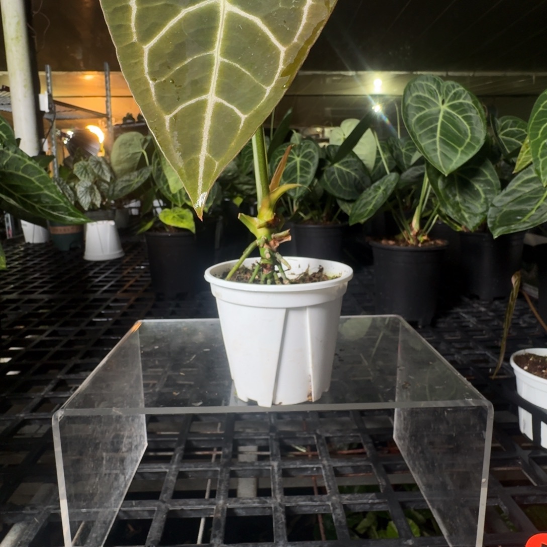 完全开放P26粗脉水晶杂黑丝绒